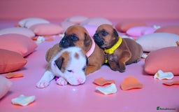 Staffordshire Bull Terrier dogs for sale: SHOW QUAILTY RED STAFF PUPPIES  - Image 8