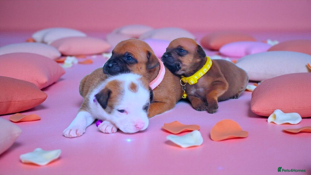 Staffordshire Bull Terrier dogs for sale: SHOW QUAILTY RED STAFF PUPPIES  - Image 8