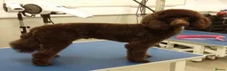Miniature Poodle dogs for sale: Stunning pure miniature poodles  - Advert 3