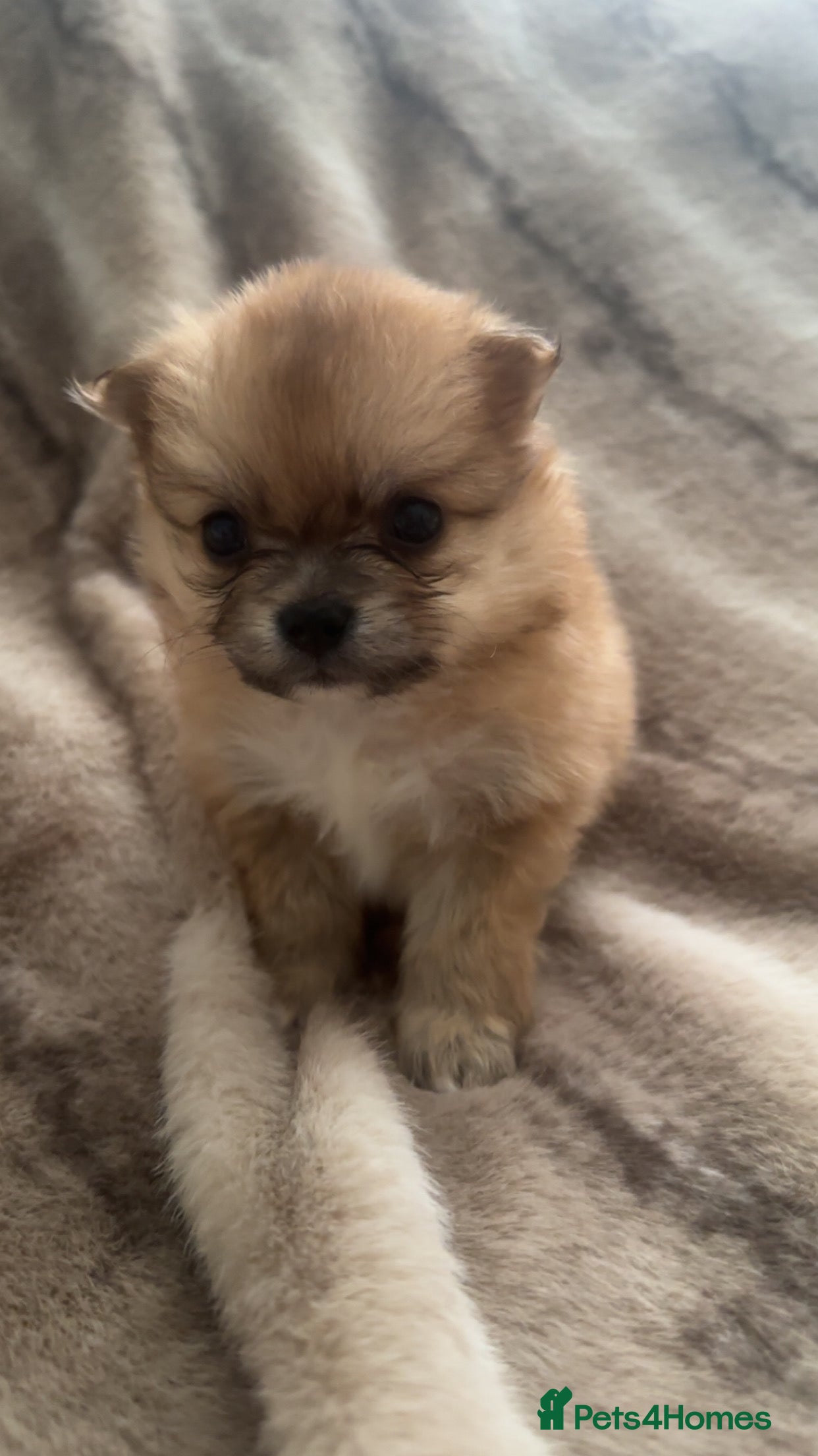 Pomchi dogs for sale: Pomchies  - Advert 8