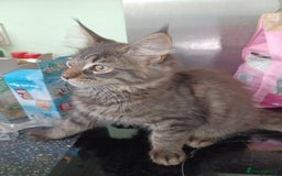 Maine Coon cats for sale: Beautiful Tabby Girl  - Image 5