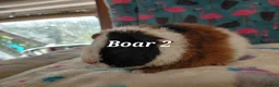 Guinea Pig rodents for sale: Baby Longhaired/Teddy Boars/Brothers RTR - Advert 14