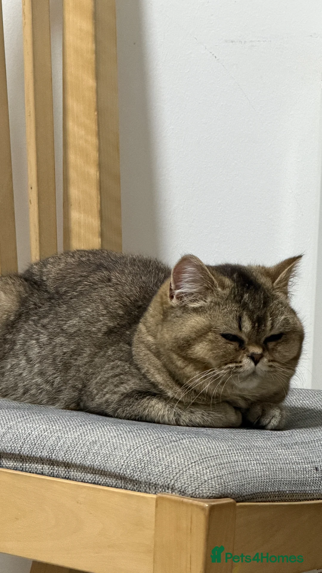 British Shorthair cats for sale: British short hair in London - Advert 2