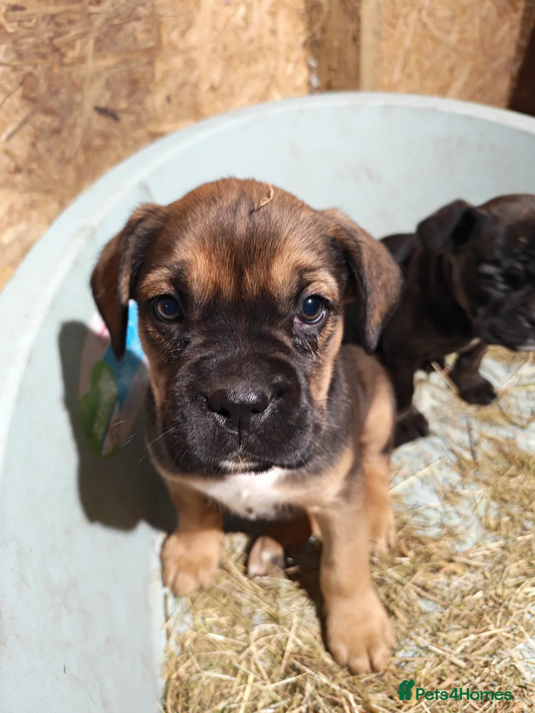 Boxer dogs for sale: Boxer pups 4 girls 2 boys - Advert 7