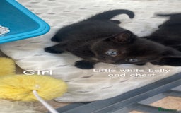 Bombay cats for sale: Bombay kittens for sale  - Image 5