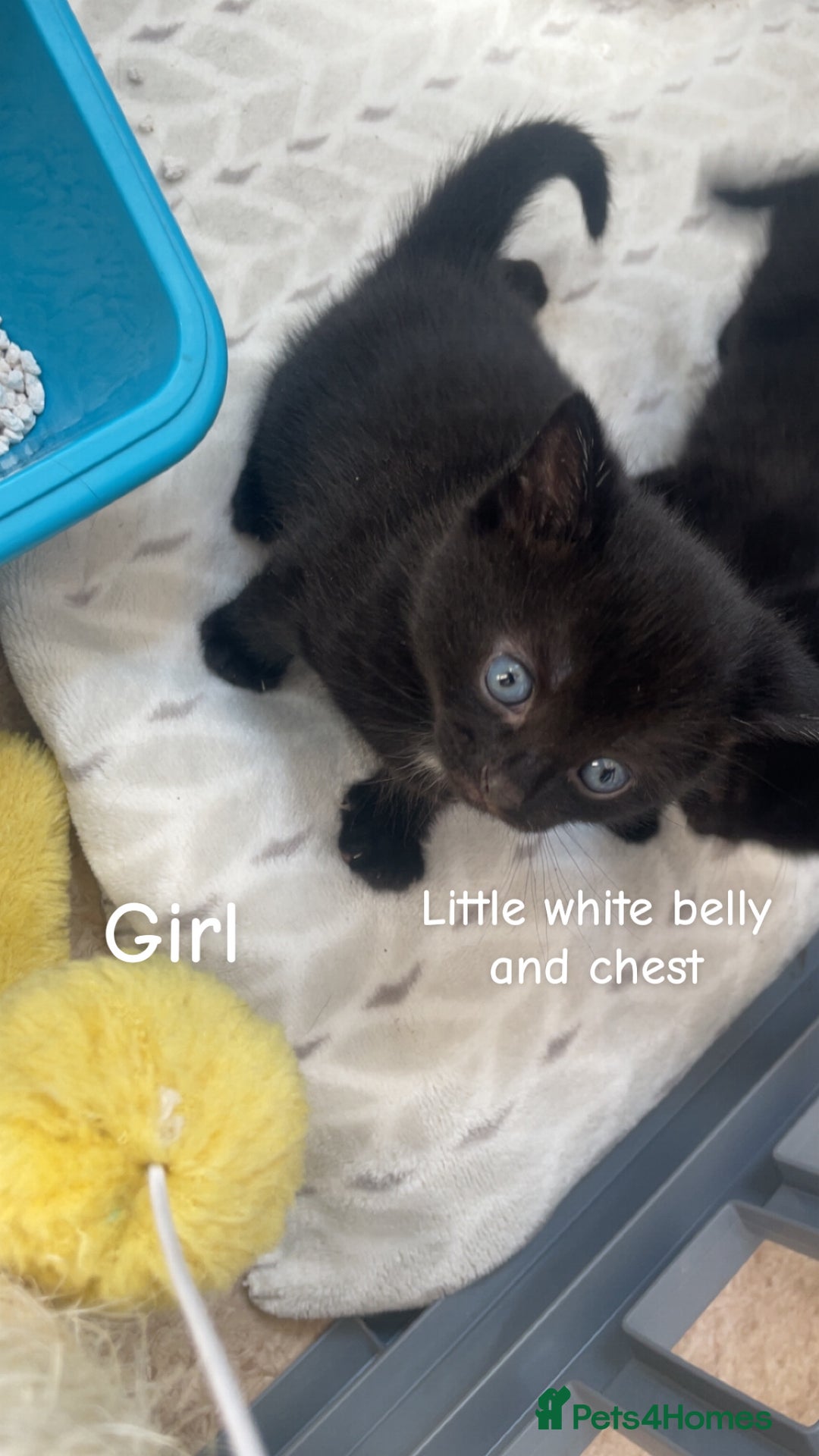 Bombay cats for sale: Bombay kittens for sale  - Image 5