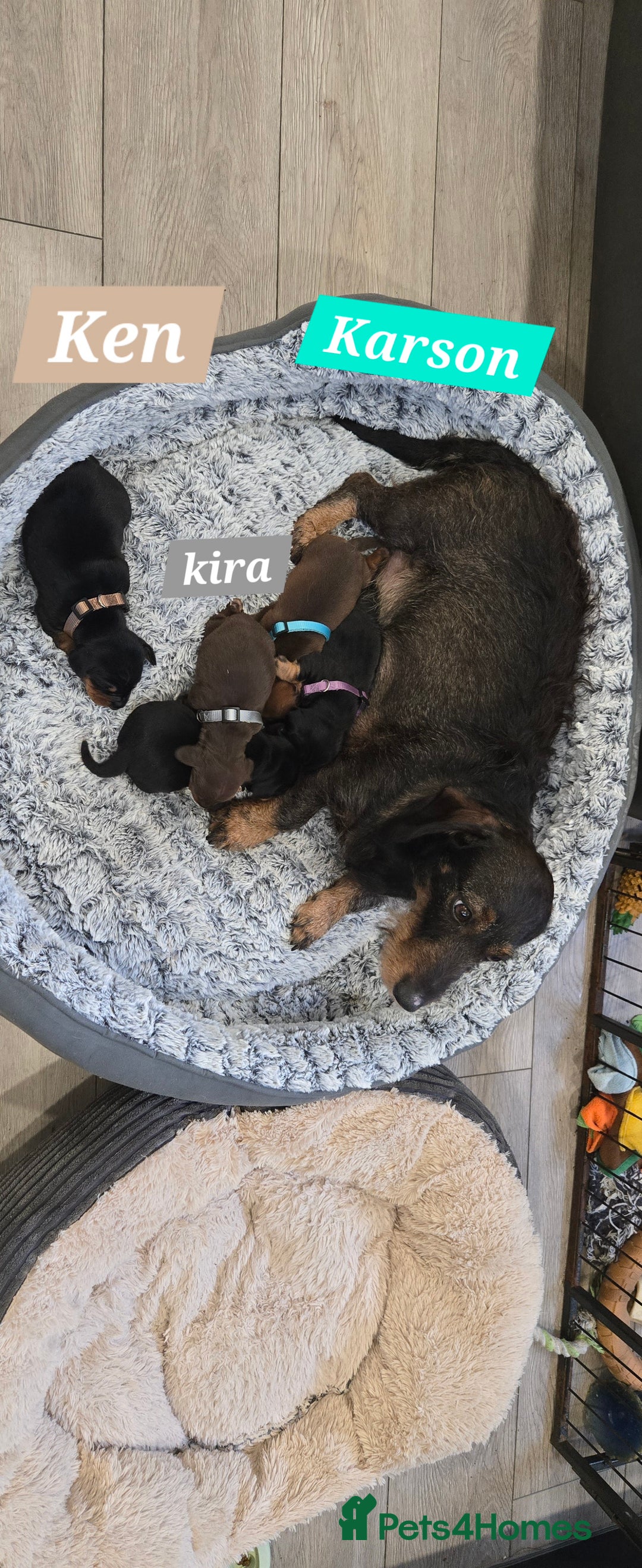 Dachshund dogs for sale: Beautiful Daxis - Advert 2