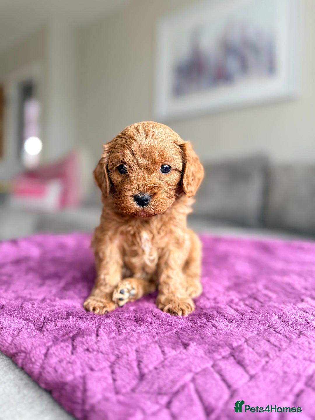 Cavapoo dogs for sale: Premium Teddy F1bb Toy Cavapoos - Advert 8