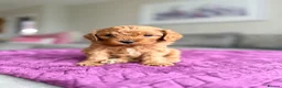 Cavapoo dogs for sale: Ready NOW only TWO boys left! F1bb Toy Cavapoos - Advert 20