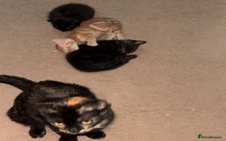 British Shorthair cats for sale: Gorgeous female kittens  - Image 2