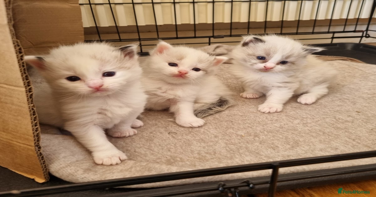 Kittens For Sale Glasgow East End
