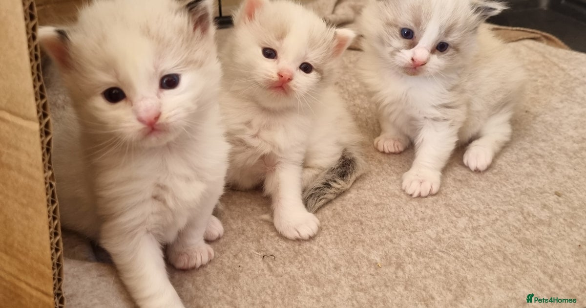Kittens For Sale Glasgow East End