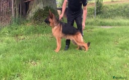German Shepherd dogs for sale: 25 years experience  breeding German Shepherds - Image 39