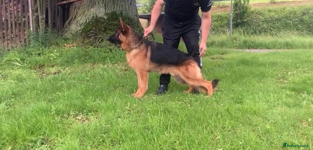 German Shepherd dogs for sale: 25 years experience  breeding German Shepherds - Image 39