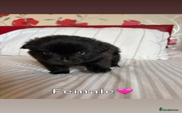 Pomeranian dogs for sale: 3 STUNNING POMERANIANS 1 MALE 2 FEMALE  - Image 8
