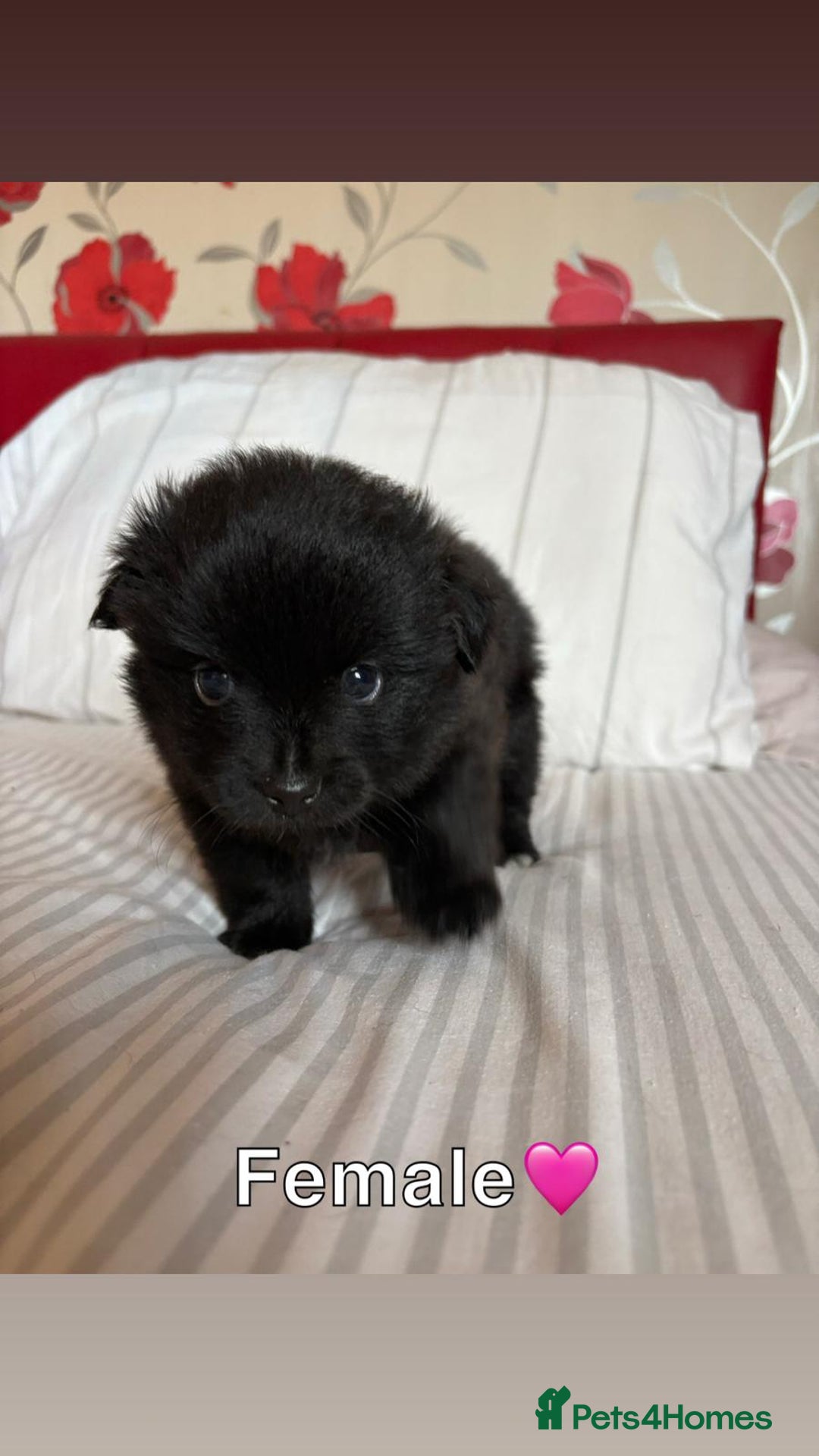 Pomeranian dogs for sale: 3 STUNNING POMERANIANS 1 MALE 2 FEMALE  - Image 8