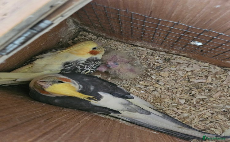 Cockatiels birds - Advert 9