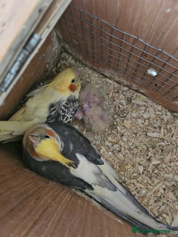 Cockatiels birds - Advert 1