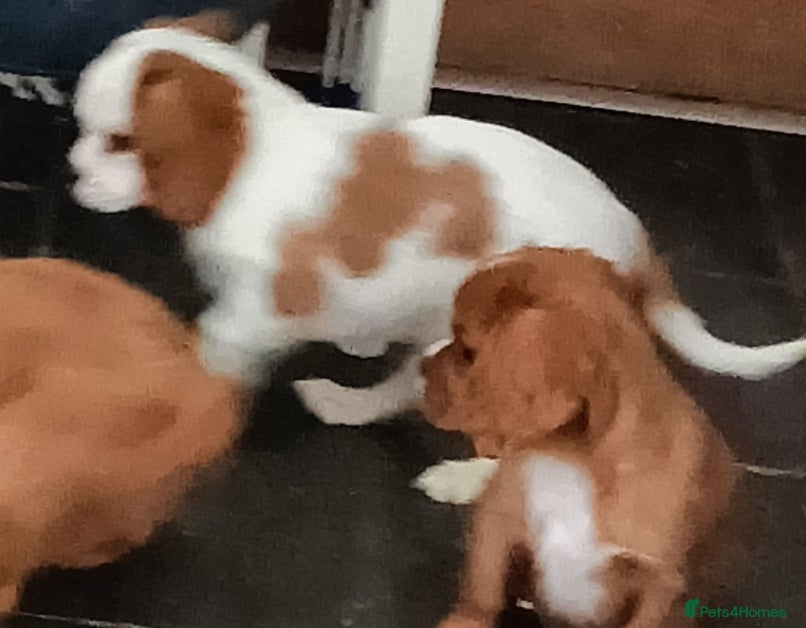 Cavalier King Charles Spaniel dogs Cavalier king charles Pedigree reg health tested - Advert 2