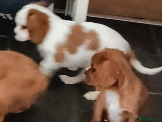 Cavalier King Charles Spaniel dogs Cavalier king charles Pedigree reg health tested - Advert 2