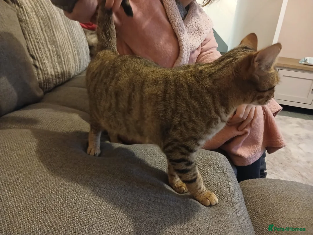 Bengal cats for sale: 2 Bengal sisters  - Advert 6