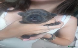 French Bulldog dogs for sale: French bulldog pups  - Image 12