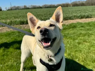 Mixed Breed dogs ❤️🐶 MILADY – PERFECT IN EVERY WAY - Advert 1