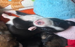 Mixed Breed dogs for sale: Beautiful whippet cross labrador(collie) puppies  - Image 39