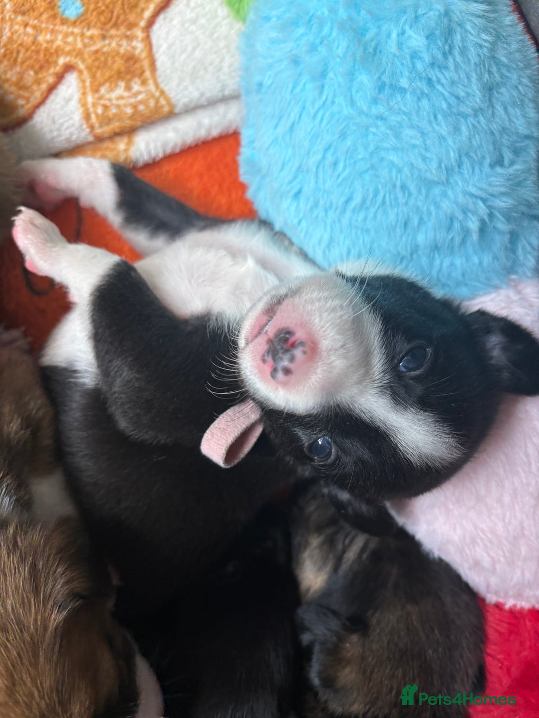 Mixed Breed dogs for sale: Beautiful whippet cross labrador(collie) puppies  - Image 39