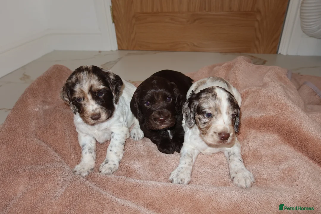 Cocker Spaniel dogs for sale: Working cocker spaniel puppies  - Advert 2