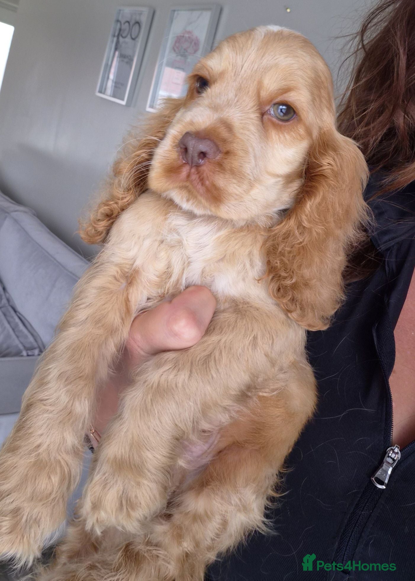 Cocker Spaniel dogs !!KC Registered Beautiful show Cocker Spaniels!!!  - Advert 6