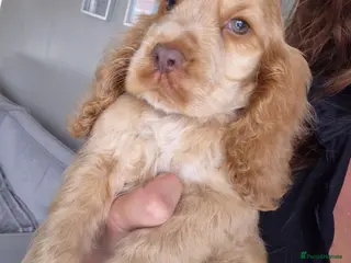 Cocker Spaniel dogs !!KC Registered Beautiful show Cocker Spaniels!!! - Advert 6