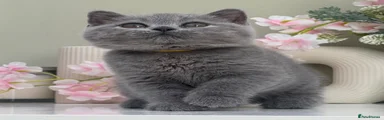 British Shorthair 3