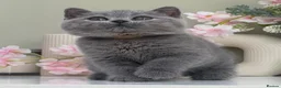 British Shorthair cats for sale: Gorgeous British Kittens - Advert 5