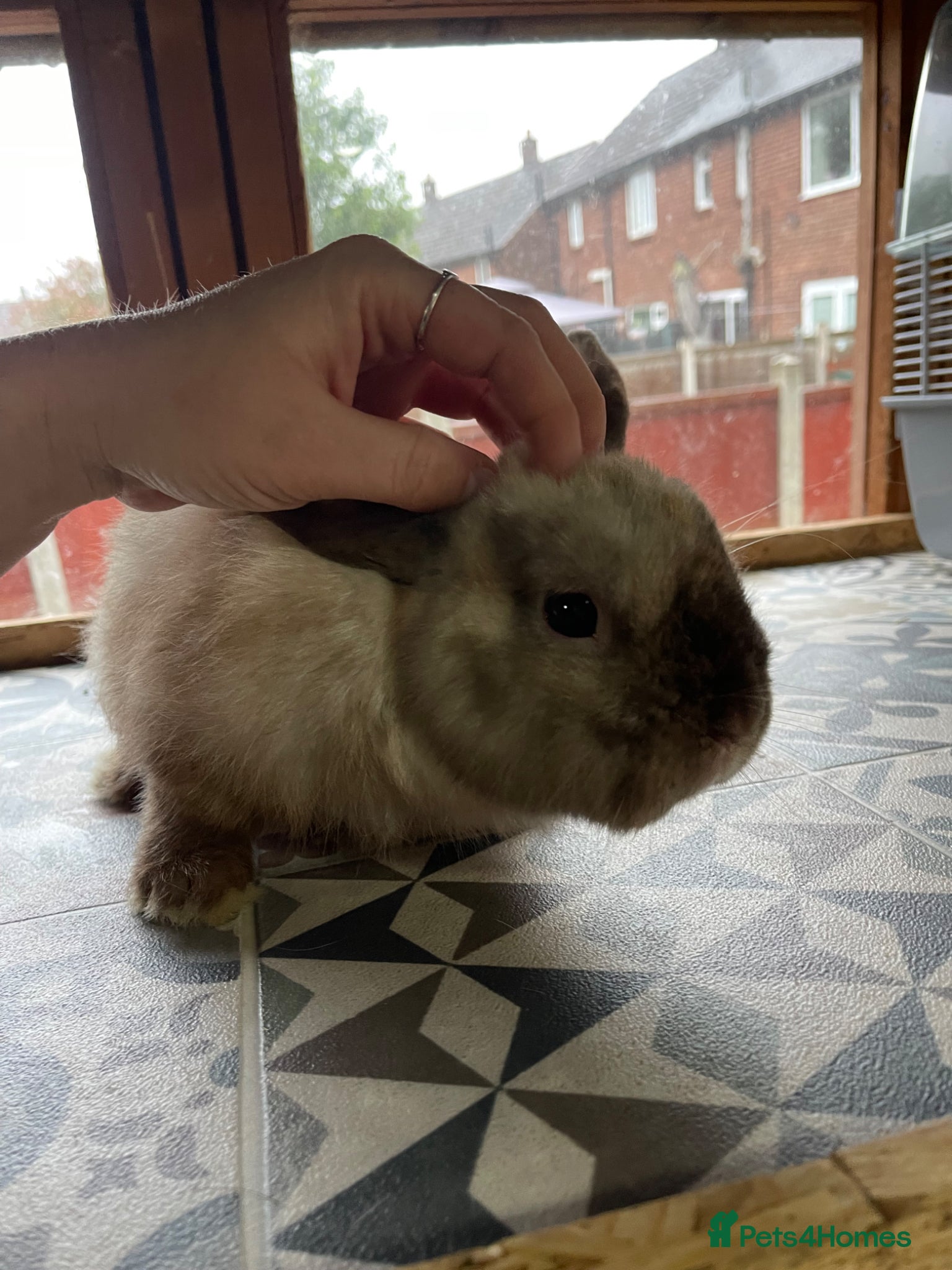 Netherland Dwarf rabbits for sale: ⭐️ CARAMEL Looking for new home ⭐️ - Advert 7