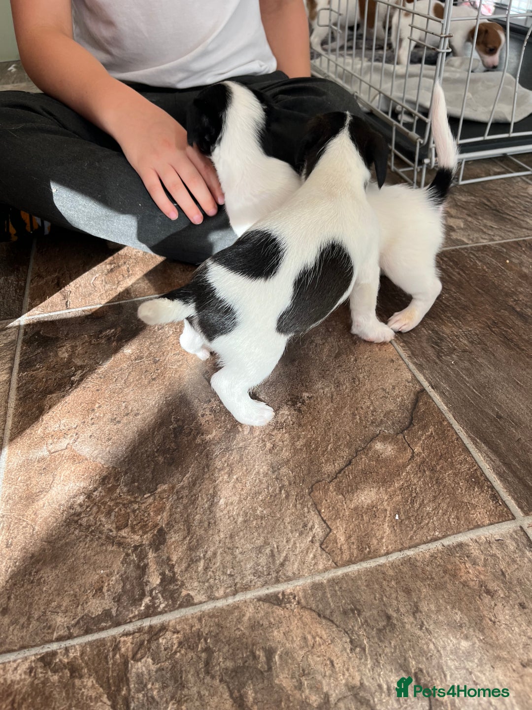 Jack Russell dogs for sale: Stunning little boys and girls - Image 33