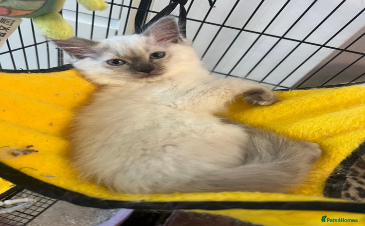 Ragdoll cats - Advert 1