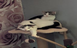 British Shorthair cats for sale: Female 1 year old - Image 1