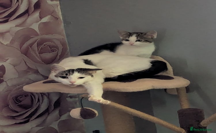 British Shorthair cats - Advert 1