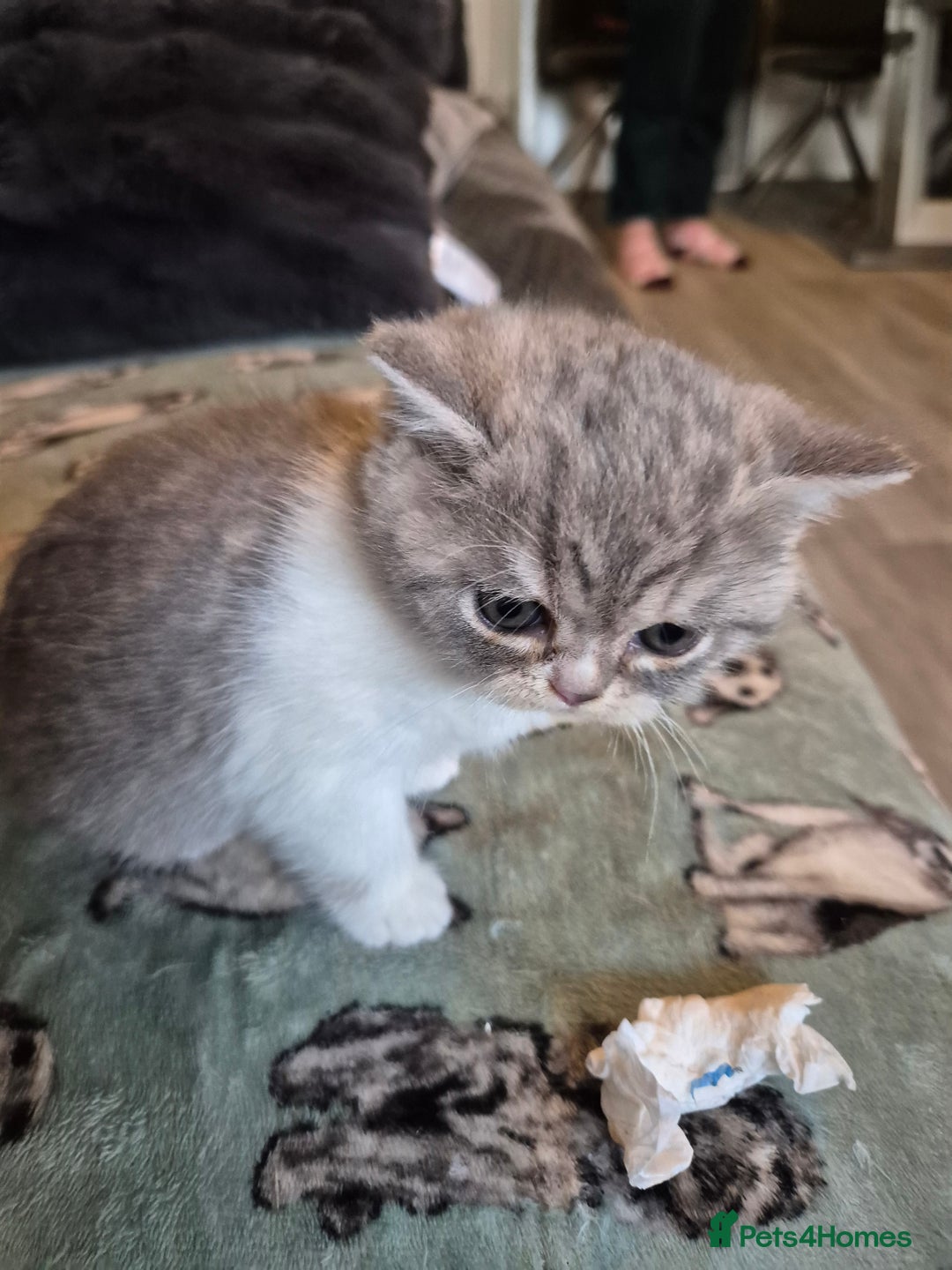 Selkirk Rex cats for sale: Pedigree selkirk rex girls non curly - Advert 30