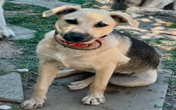 Mixed Breed dogs for sale: Belgian X Collie, 4 beautiful girls, 6 months old  - Image 10