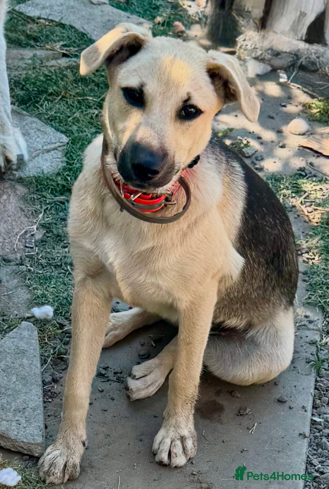 Mixed Breed dogs for sale: Belgian X Collie, 4 beautiful girls, 6 months old  - Image 10
