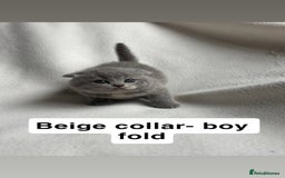 Scottish Fold cats for sale: Scottish folds for sale  - Image 2