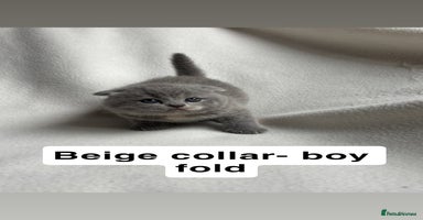 Scottish Fold cats - Advert 2