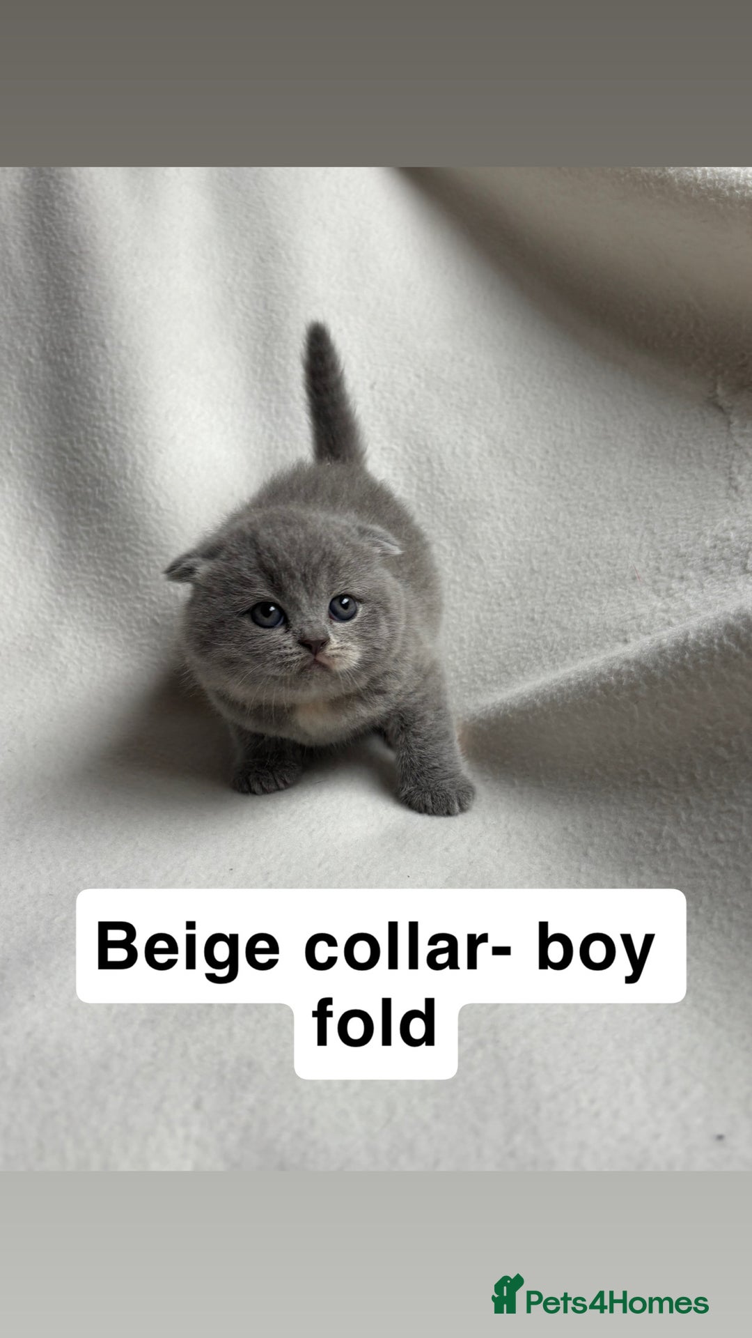 Scottish Fold cats for sale: Scottish folds for sale  - Image 2
