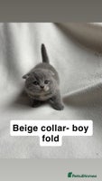 Scottish Fold cats - Advert 3