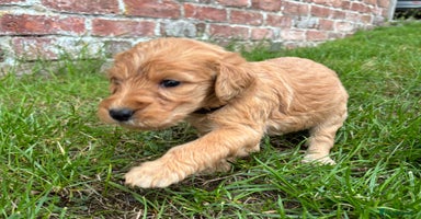 Labradoodle dogs - Advert 3