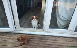Mixed Breed dogs for sale: Cavalier King Charles spaniel X Frenchie - Image 2