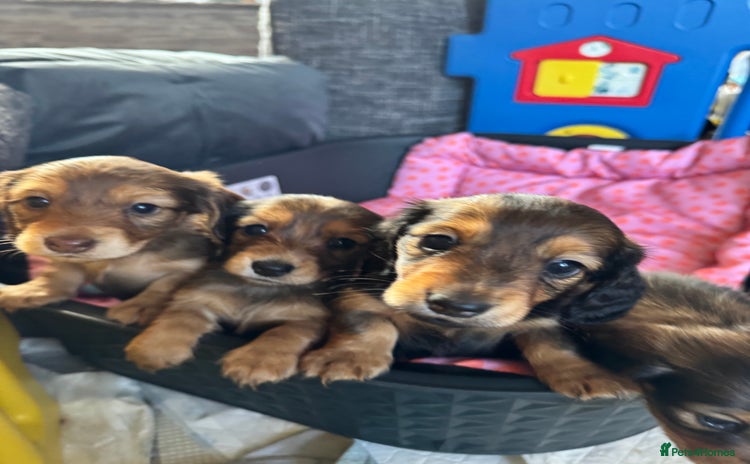 Miniature Dachshund dogs - Advert 1