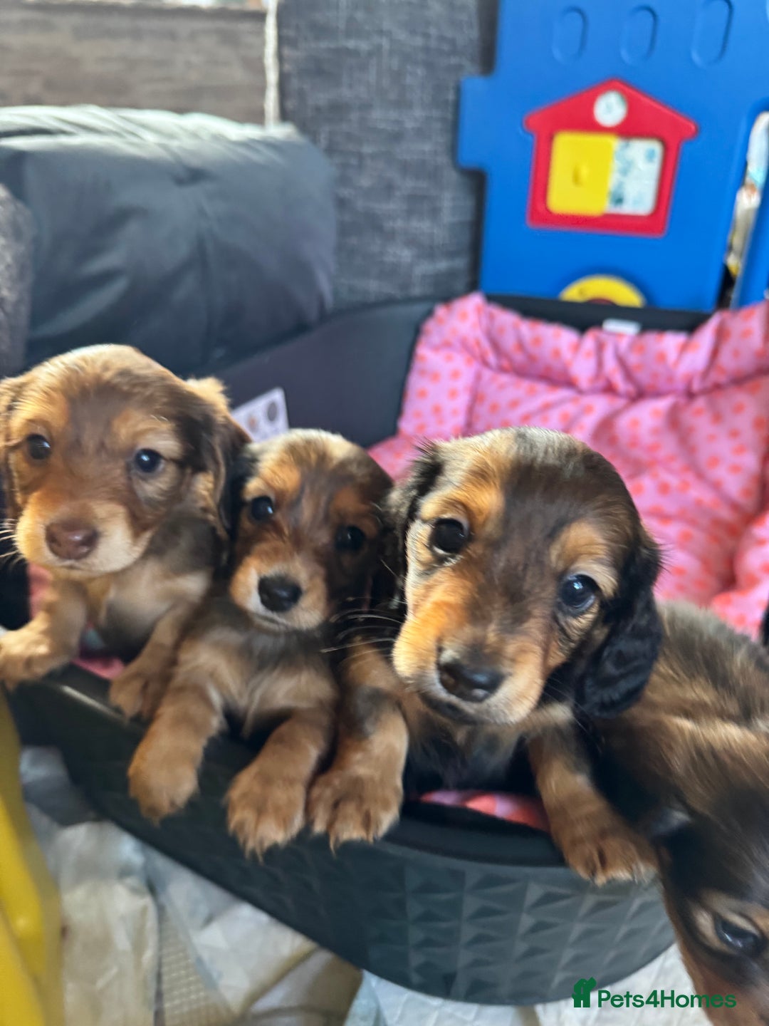 Miniature Dachshund dogs for sale: Dachshund puppies  - Image 1